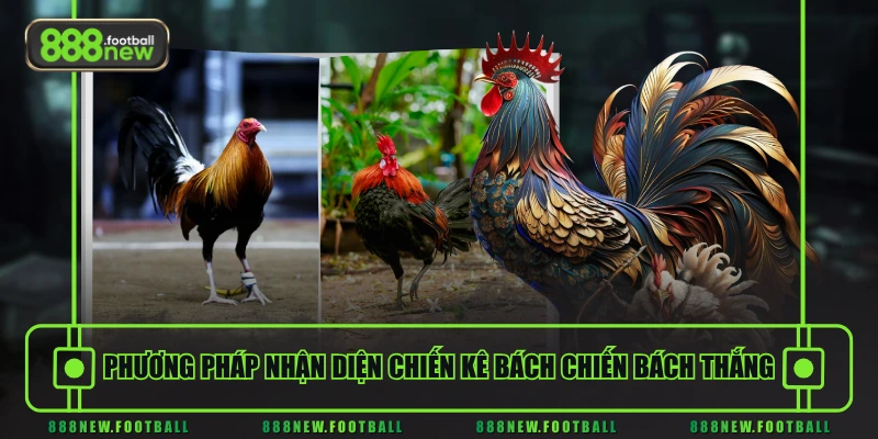 Đá Gà Online - Cược Là Trúng, Thắng Là Có Thưởng Lớn - BETVORO69 Đá Gà Online - Cược Là Trúng, Thắng Là Có Thưởng Lớn - BETVORO69