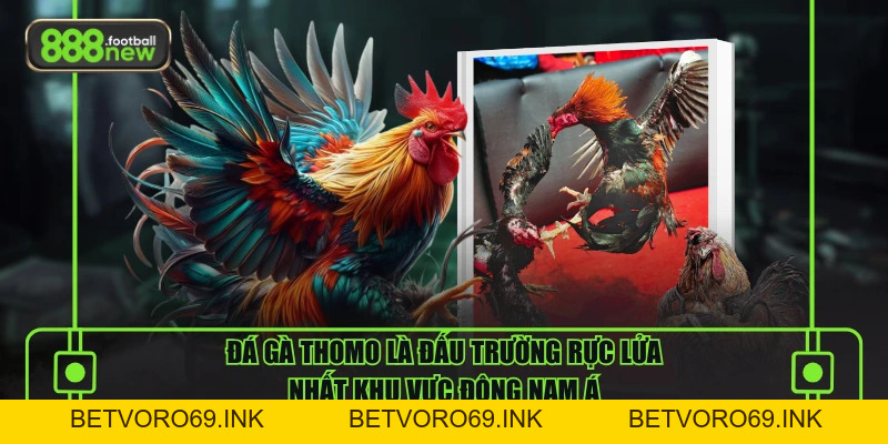 Đá Gà Thomo Đỉnh Cao Với Những Trận Chiến Rực Lửa - BETVORO69