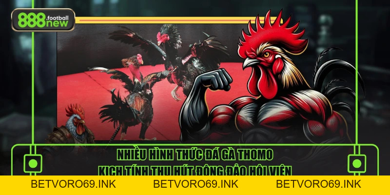 Đá Gà Thomo Đỉnh Cao Với Những Trận Chiến Rực Lửa - BETVORO69