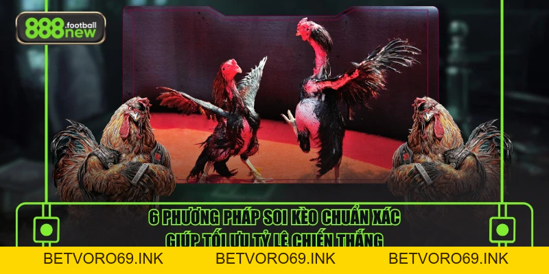 Đá Gà Thomo Đỉnh Cao Với Những Trận Chiến Rực Lửa - BETVORO69