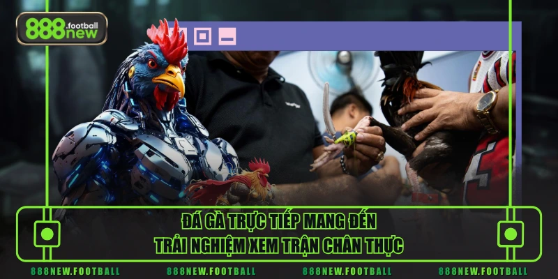 Đá Gà Trực Tiếp - Xem Trận Nhanh, Diễn Biến Rõ Từng Đòn - BETVORO69 Đá Gà Trực Tiếp - Xem Trận Nhanh, Diễn Biến Rõ Từng Đòn - BETVORO69
