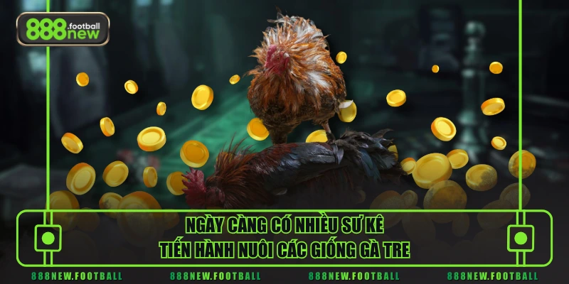 Đá Gà Tre - Giới Thiệu Tổng Quan Và Bí Quyết Chăm Sóc Chuẩn - BETVORO69