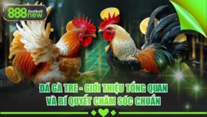 888new OMG - NHÀ CÁI HÀNG ĐẦU CHÂU Á 10/2026 | Nạp Đầu +88K - BETVORO69